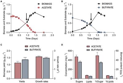 Proteomics unveil a central role for peroxisomes in butyrate assimilation of the heterotrophic Chlorophyte alga Polytomella sp.